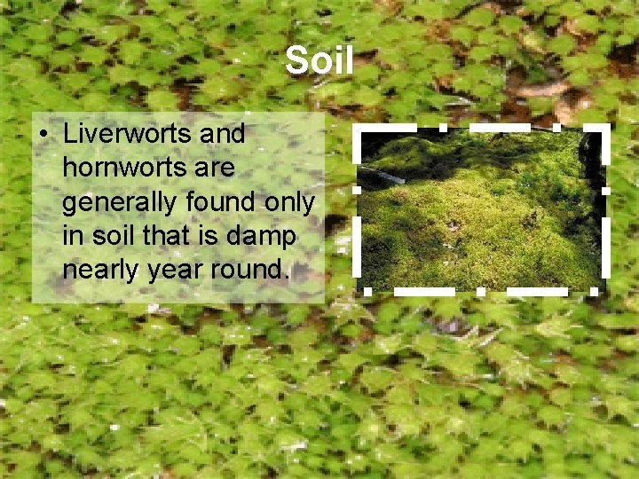 Soil • Liverworts and hornworts are generally found only in soil that is damp