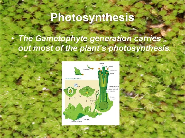 Photosynthesis • The Gametophyte generation carries out most of the plant’s photosynthesis. 