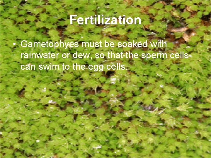 Fertilization • Gametophyes must be soaked with rainwater or dew, so that the sperm