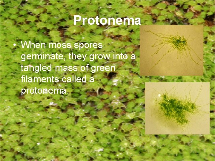 Protonema • When moss spores germinate, they grow into a tangled mass of green