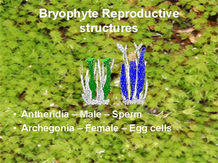 Bryophyte Reproductive structures • Antheridia – Male – Sperm • Archegonia – Female –