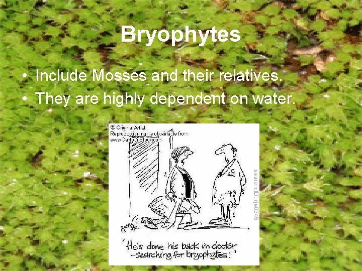 Bryophytes • Include Mosses and their relatives. • They are highly dependent on water.