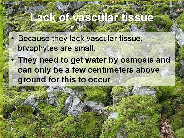 Lack of vascular tissue • Because they lack vascular tissue, bryophytes are small. •