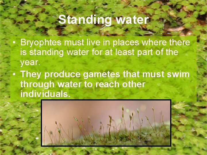 Standing water • Bryophtes must live in places where there is standing water for