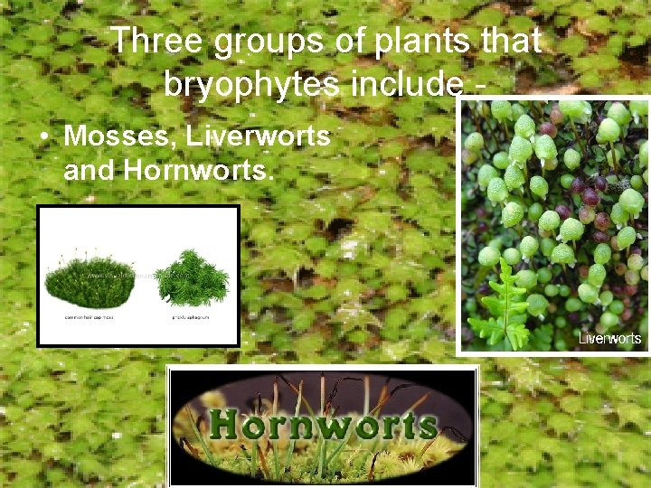 Three groups of plants that bryophytes include • Mosses, Liverworts and Hornworts. 