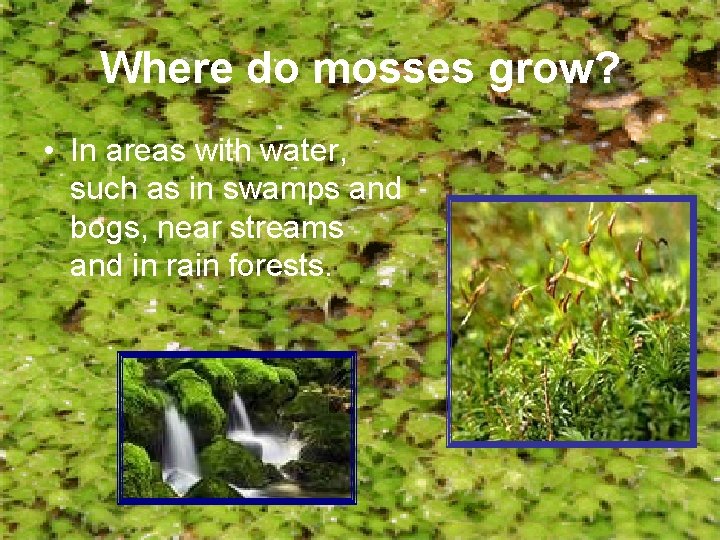 Where do mosses grow? • In areas with water, such as in swamps and