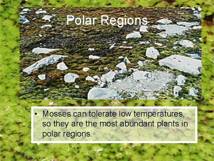 Polar Regions • Mosses can tolerate low temperatures, so they are the most abundant