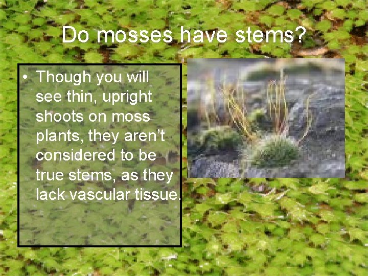 Do mosses have stems? • Though you will see thin, upright shoots on moss