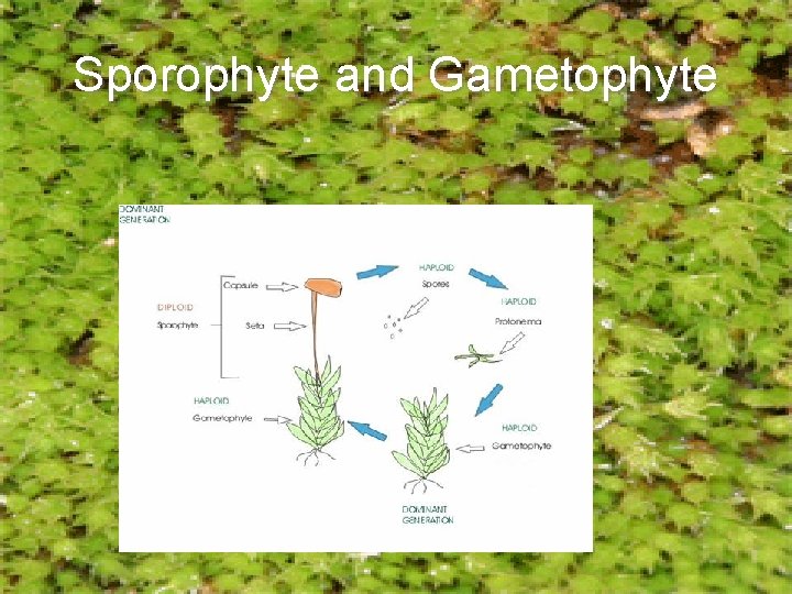 Sporophyte and Gametophyte 