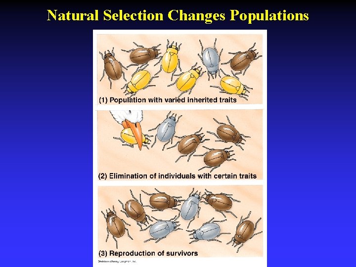 Natural Selection Changes Populations 