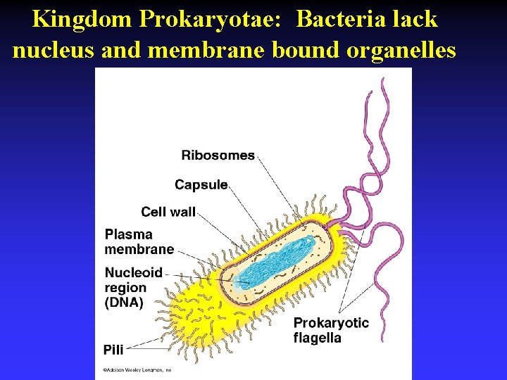 Kingdom Prokaryotae: Bacteria lack nucleus and membrane bound organelles 