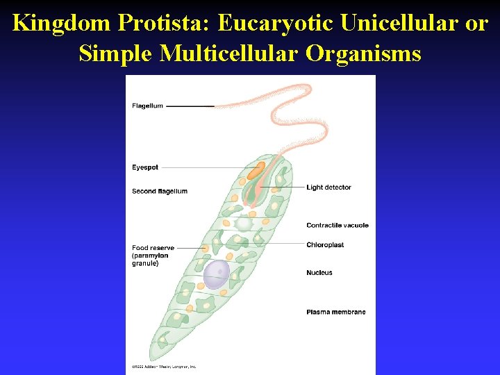 Kingdom Protista: Eucaryotic Unicellular or Simple Multicellular Organisms 