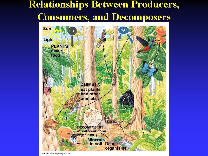 Relationships Between Producers, Consumers, and Decomposers 