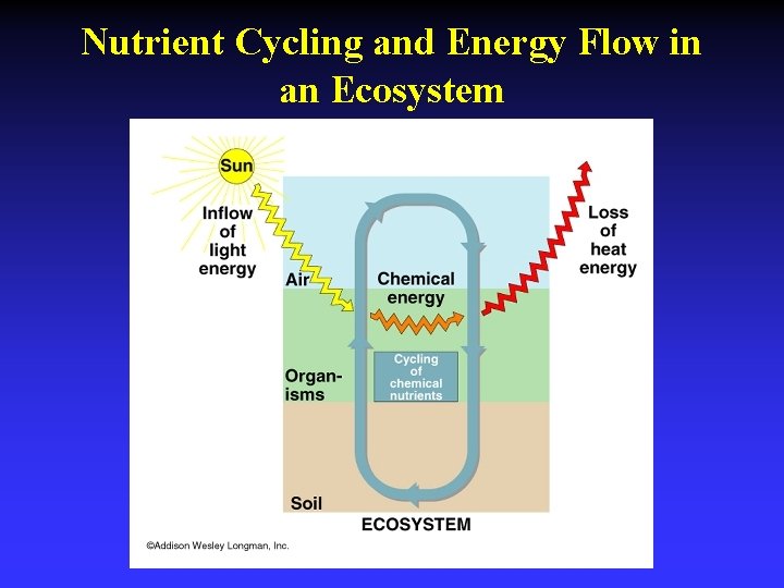 Nutrient Cycling and Energy Flow in an Ecosystem 
