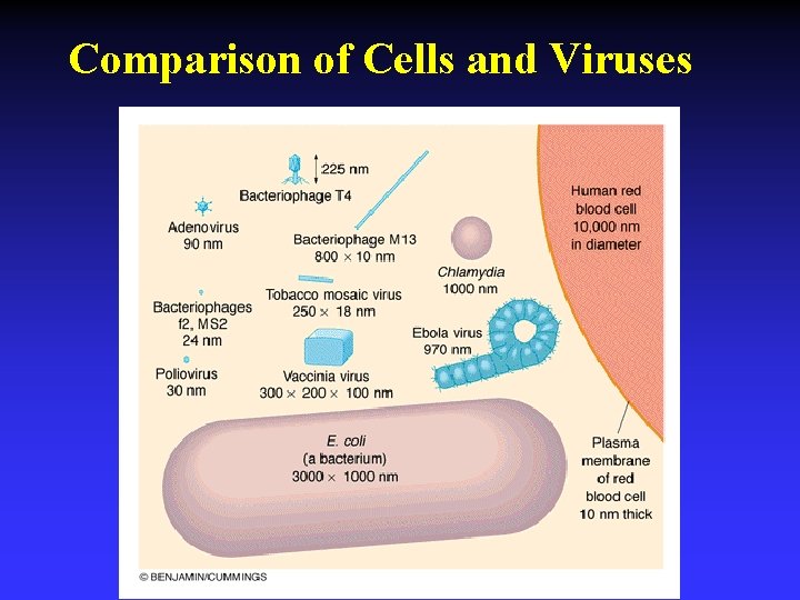 Comparison of Cells and Viruses 
