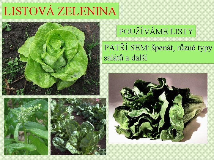 LISTOVÁ ZELENINA POUŽÍVÁME LISTY PATŘÍ SEM: špenát, různé typy salátů a další 