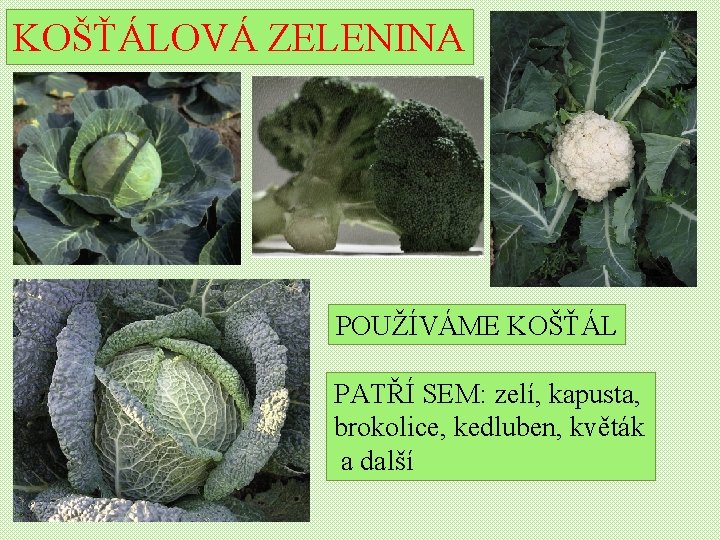 KOŠŤÁLOVÁ ZELENINA POUŽÍVÁME KOŠŤÁL PATŘÍ SEM: zelí, kapusta, brokolice, kedluben, květák a další 