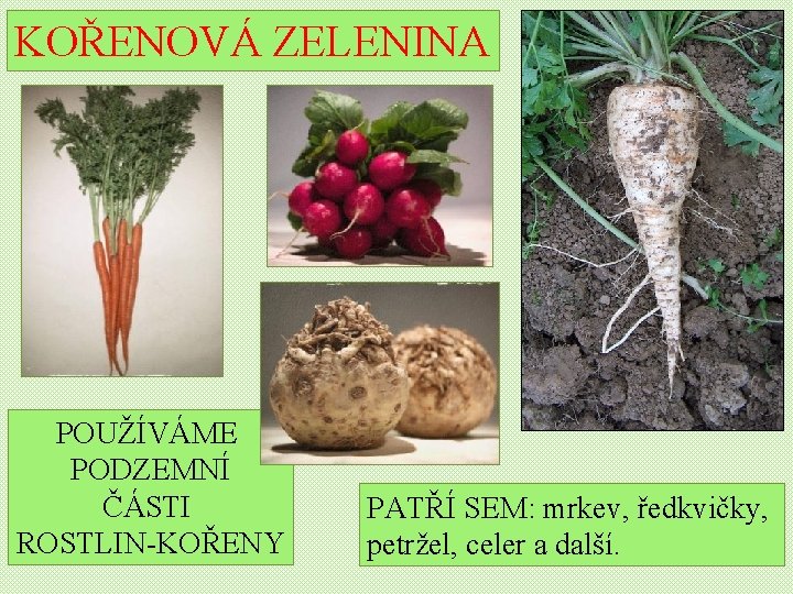 KOŘENOVÁ ZELENINA POUŽÍVÁME PODZEMNÍ ČÁSTI ROSTLIN-KOŘENY PATŘÍ SEM: mrkev, ředkvičky, petržel, celer a další.