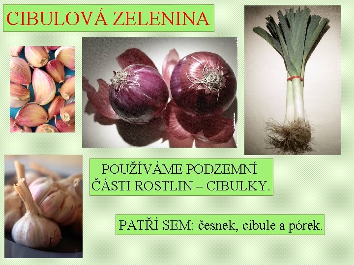 CIBULOVÁ ZELENINA POUŽÍVÁME PODZEMNÍ ČÁSTI ROSTLIN – CIBULKY. PATŘÍ SEM: česnek, cibule a pórek.