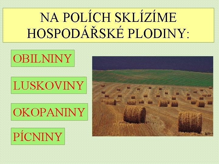 NA POLÍCH SKLÍZÍME HOSPODÁŘSKÉ PLODINY: OBILNINY LUSKOVINY OKOPANINY PÍCNINY 