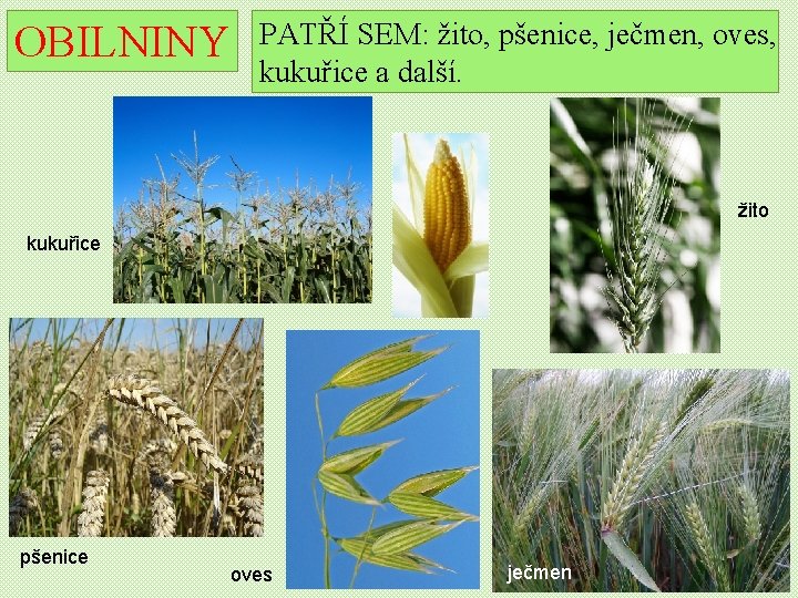 OBILNINY PATŘÍ SEM: žito, pšenice, ječmen, oves, kukuřice a další. žito kukuřice pšenice oves