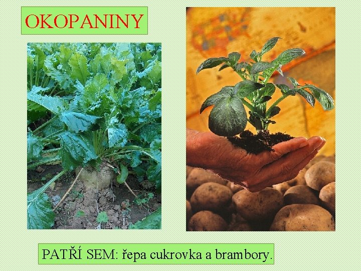 OKOPANINY PATŘÍ SEM: řepa cukrovka a brambory. 