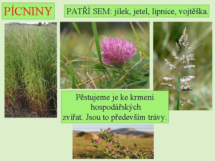 PÍCNINY PATŘÍ SEM: jílek, jetel, lipnice, vojtěška. Pěstujeme je ke krmení hospodářských zvířat. Jsou