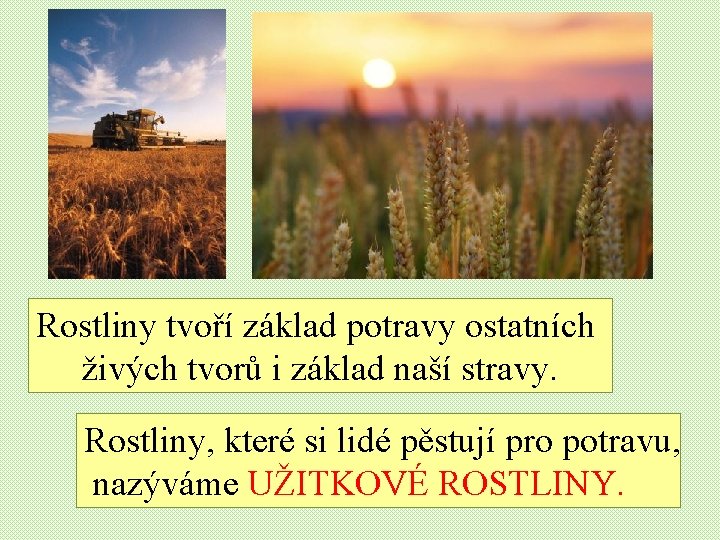 Rostliny tvoří základ potravy ostatních živých tvorů i základ naší stravy. Rostliny, které si