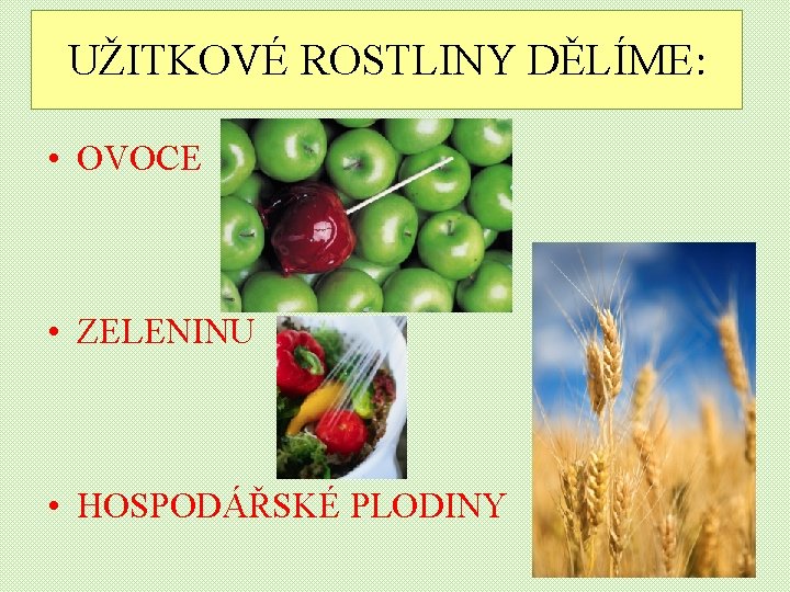 UŽITKOVÉ ROSTLINY DĚLÍME: • OVOCE • ZELENINU • HOSPODÁŘSKÉ PLODINY 