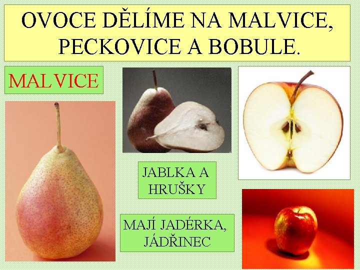 OVOCE DĚLÍME NA MALVICE, PECKOVICE A BOBULE. MALVICE JABLKA A HRUŠKY MAJÍ JADÉRKA, JÁDŘINEC