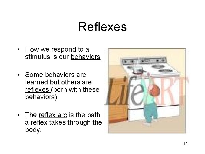 Reflexes • How we respond to a stimulus is our behaviors • Some behaviors