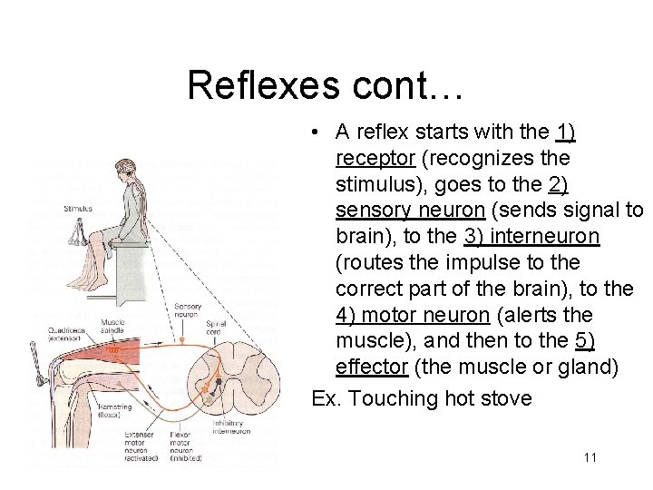 Reflexes cont… • A reflex starts with the 1) receptor (recognizes the stimulus), goes