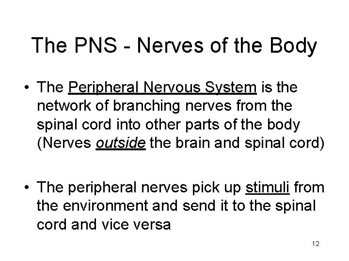 The PNS - Nerves of the Body • The Peripheral Nervous System is the