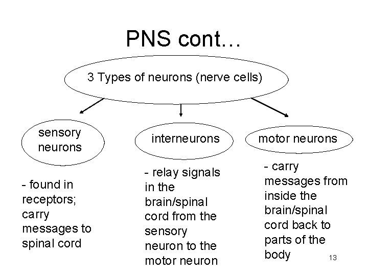 PNS cont… 3 Types of neurons (nerve cells) sensory neurons interneurons - found in