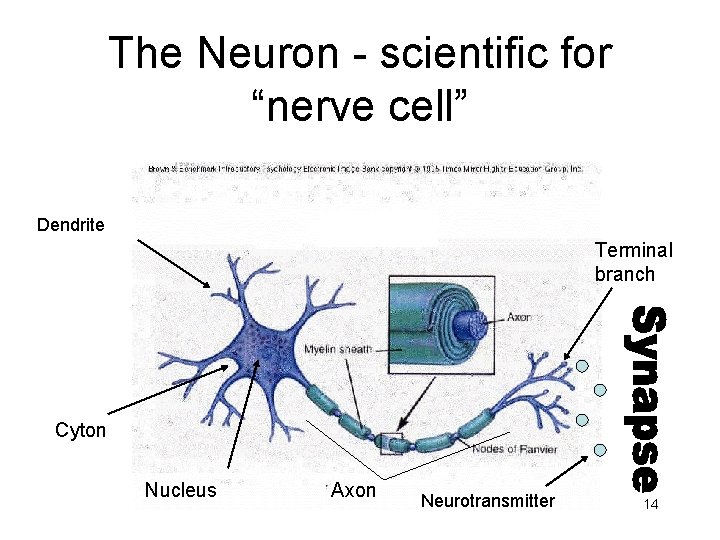 The Neuron - scientific for “nerve cell” Dendrite Terminal branch Cyton Nucleus Axon Neurotransmitter