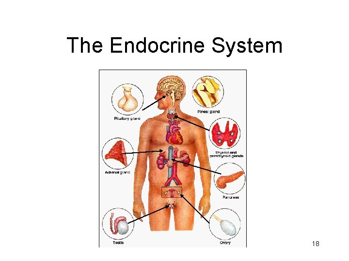 The Endocrine System 18 