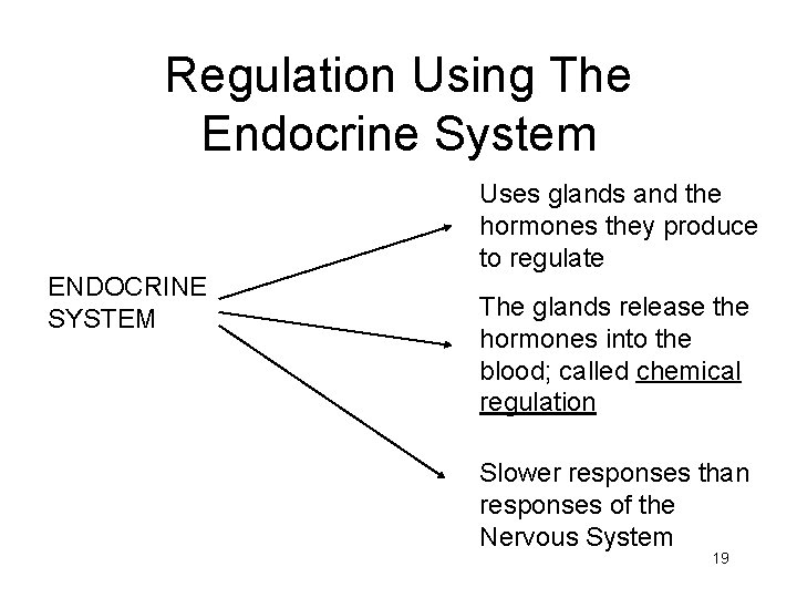 Regulation Using The Endocrine System ENDOCRINE SYSTEM Uses glands and the hormones they produce