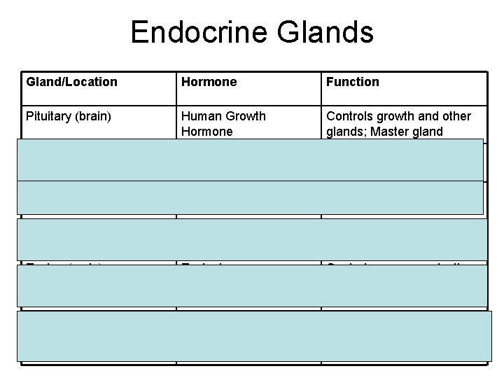 Endocrine Glands Gland/Location Hormone Function Pituitary (brain) Human Growth Hormone Controls growth and other