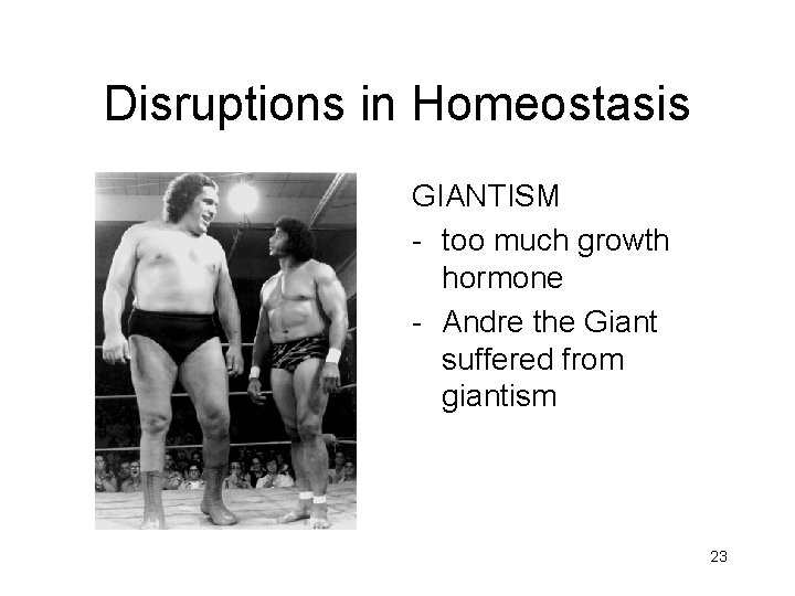 Disruptions in Homeostasis GIANTISM - too much growth hormone - Andre the Giant suffered