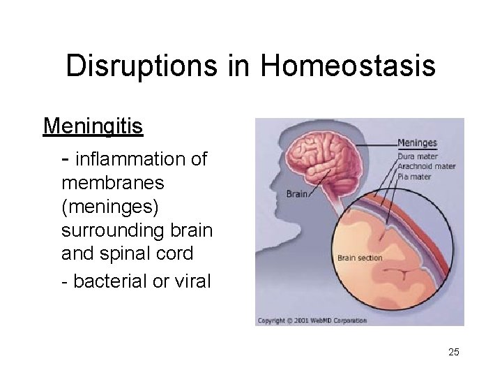 Disruptions in Homeostasis Meningitis - inflammation of membranes (meninges) surrounding brain and spinal cord