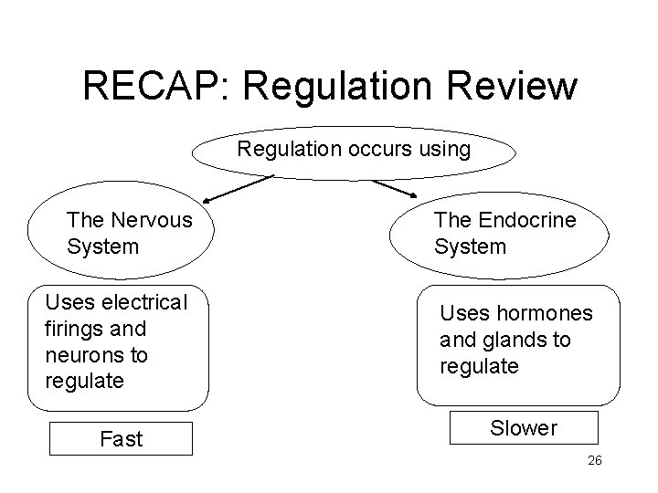RECAP: Regulation Review Regulation occurs using The Nervous System Uses electrical firings and neurons