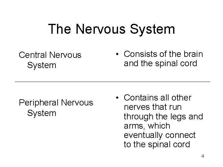 The Nervous System Central Nervous System Peripheral Nervous System • Consists of the brain