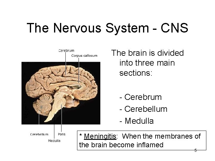 The Nervous System - CNS The brain is divided into three main sections: -