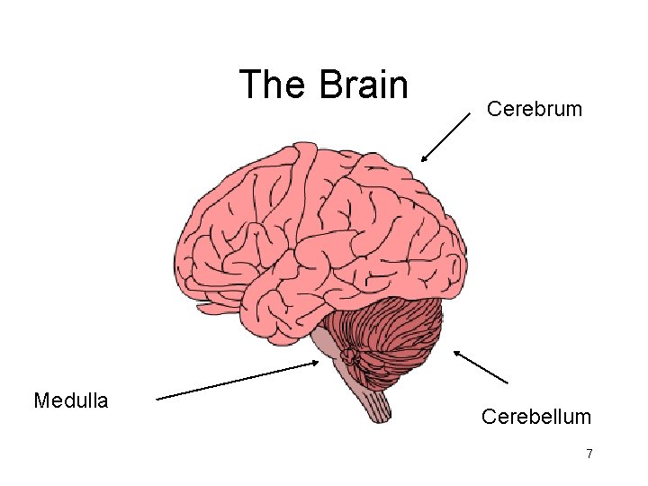 The Brain Medulla Cerebrum Cerebellum 7 