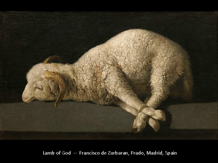 Lamb of God -- Francisco de Zurbaran, Prado, Madrid, Spain 