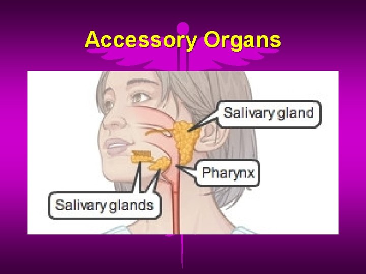 Accessory Organs 