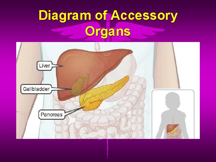 Diagram of Accessory Organs 