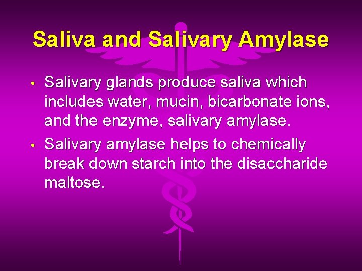 Saliva and Salivary Amylase • • Salivary glands produce saliva which includes water, mucin,