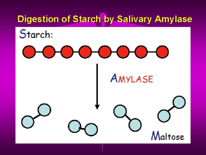 Digestion of Starch by Salivary Amylase 
