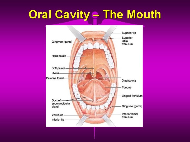 Oral Cavity – The Mouth 